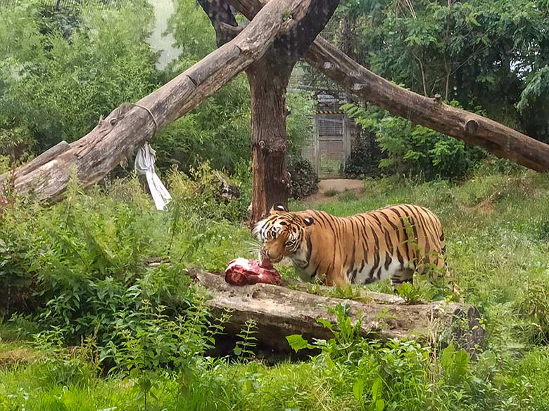 Junger Amur-Tiger-Kater KASIMIR am 21. Juli 2023 auf der Außenanlage im Zoo Duisburg