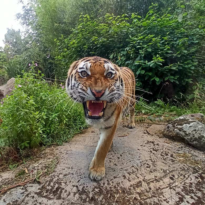 Junge Amur-Tiger-Katze MALINKA am 21. Juli 2023 auf der Außenanlage im Zoo Duisburg
