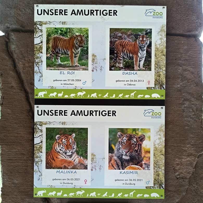 Ausschilderung UNSERE AMURTIGER am 21. Juli 2023 an der Außenanlage im Zoo Duisburg
