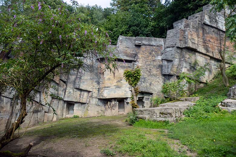 Afrikanischer Elefanten-Bulle TUSKER am 29. Dezember 2018 auf der Bullen-Außenanlage im Grünen Zoo Wuppertal