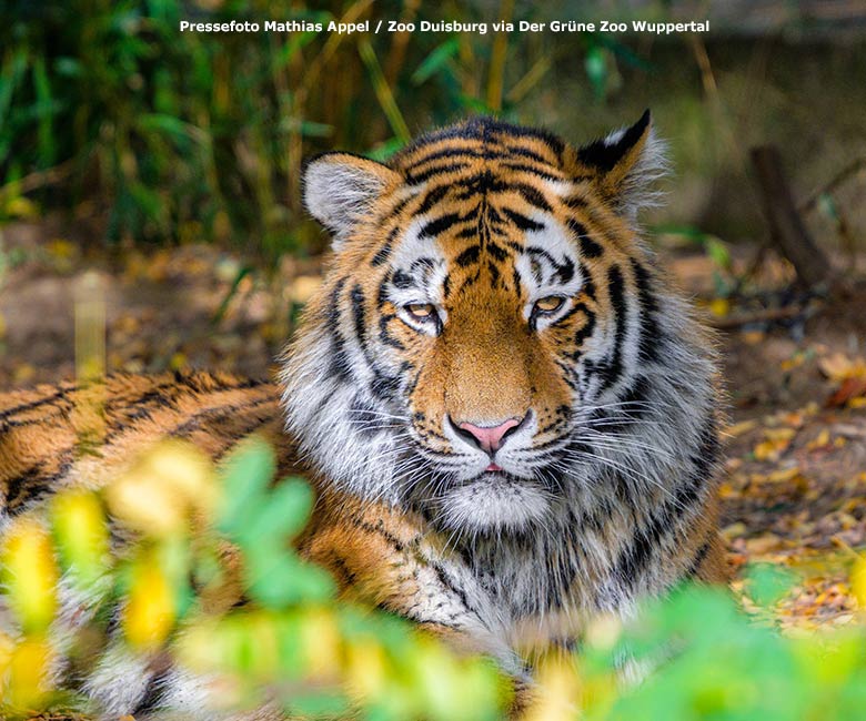 Amur-Tiger-Kater KASIMIR am 30. Oktober 2022 im Zoo Duisburg (Pressefoto Mathias Appel - Zoo Duisburg via Der Grüne Zoo Wuppertal)