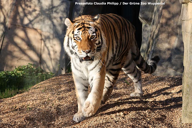 Amur-Tigerin MYMOZA am 3. April 2023 auf der kleineren Außenanlage im Tiger-Tal im Grünen Zoo Wuppertal (Pressefoto Claudia Philipp - Der Grüne Zoo Wuppertal)