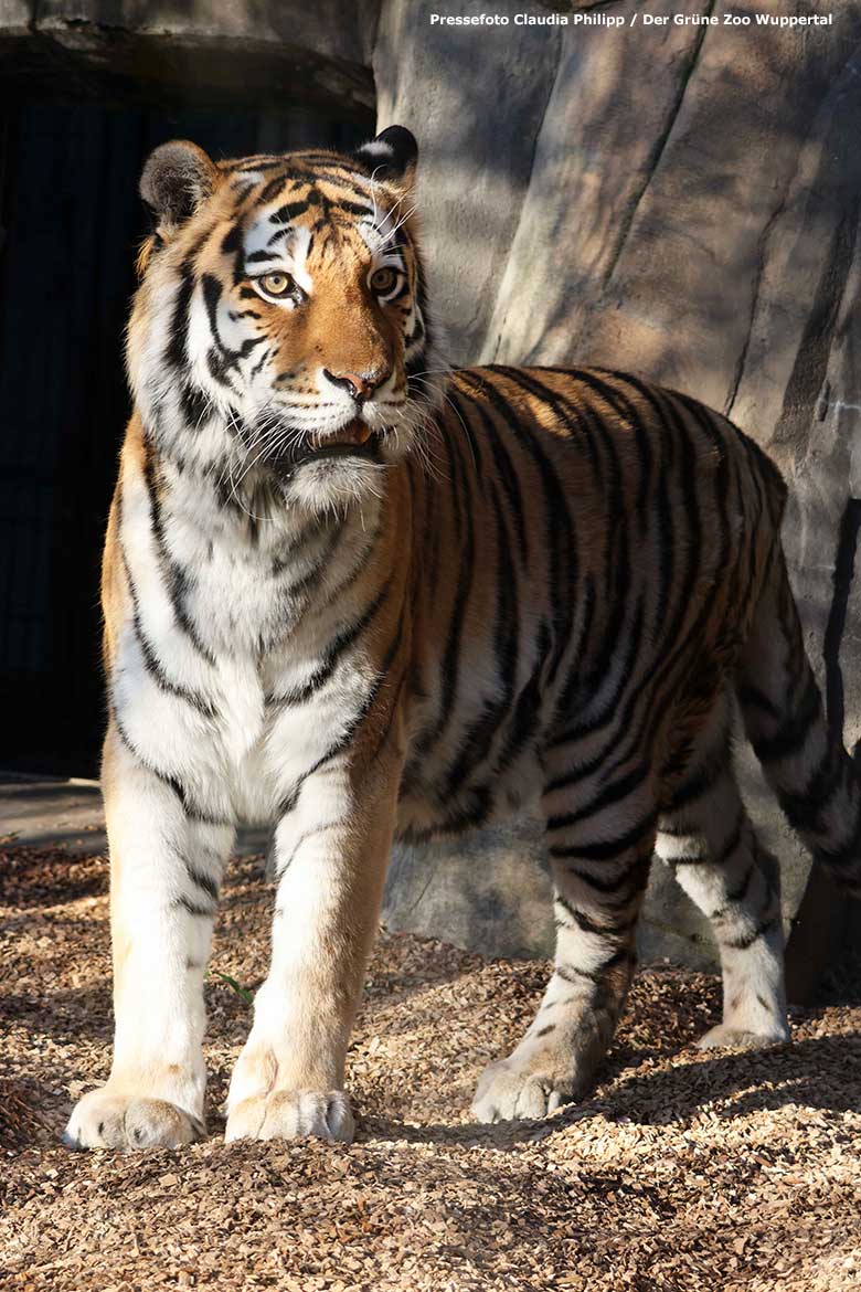 Amur-Tigerin MYMOZA am 3. April 2023 auf der kleineren Außenanlage im Tiger-Tal im Wuppertaler Zoo (Pressefoto Claudia Philipp - Der Grüne Zoo Wuppertal)