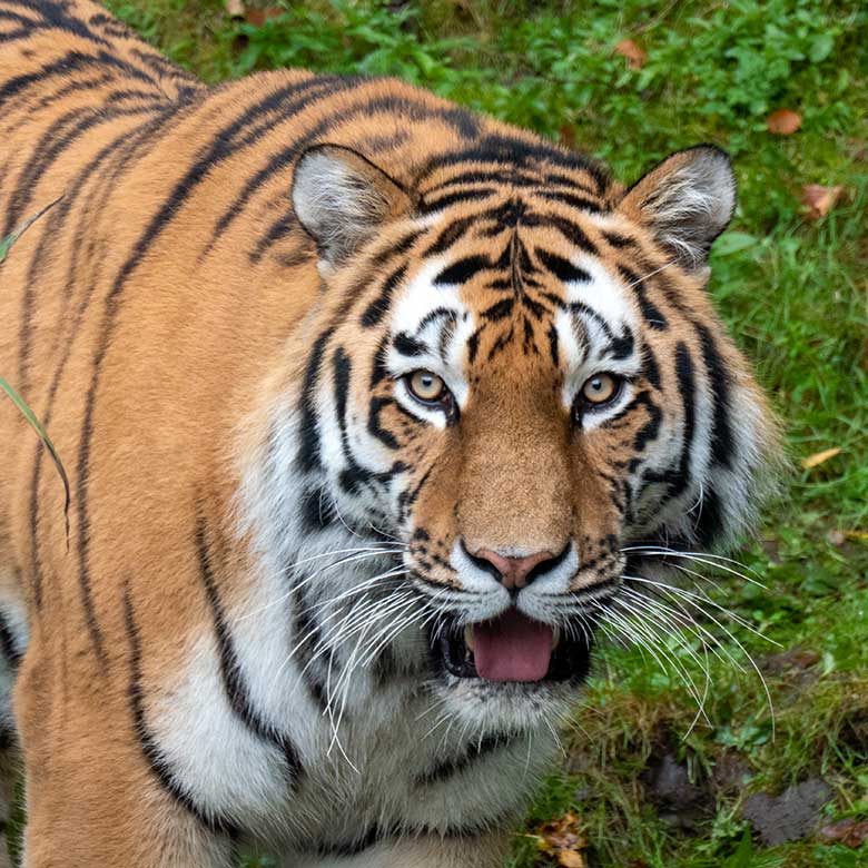 Amur-Tiger-Kater KASIMIR am 30. Oktober 2023 auf der größeren Außenanlage im Tiger-Tal im Grünen Zoo Wuppertal