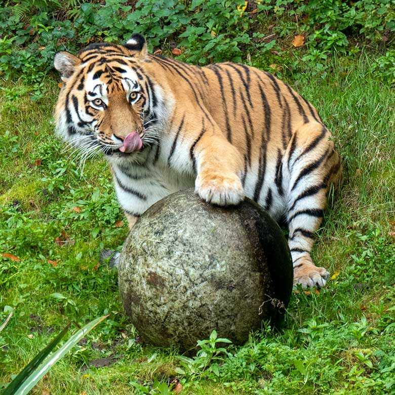 Amur-Tiger-Kater KASIMIR am 30. Oktober 2023 auf der größeren Außenanlage im Tiger-Tal im Zoologischen Garten der Stadt Wuppertal
