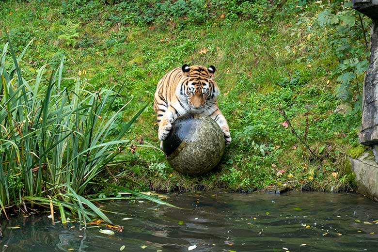 Amur-Tiger-Kater KASIMIR am 30. Oktober 2023 auf der größeren Außenanlage im Tiger-Tal im Zoo Wuppertal
