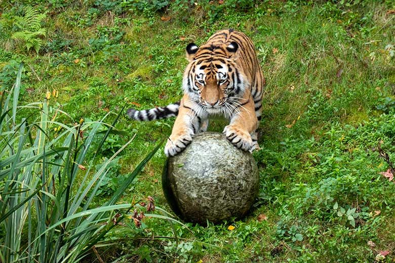Amur-Tiger-Kater KASIMIR am 30. Oktober 2023 auf der größeren Außenanlage im Tiger-Tal im Wuppertaler Zoo