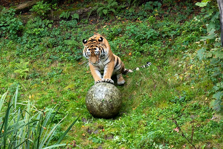 Amur-Tiger-Kater KASIMIR am 30. Oktober 2023 auf der größeren Außenanlage im Tiger-Tal im Grünen Zoo Wuppertal