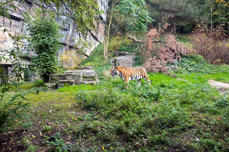 Amur-Tiger-Kater KASIMIR am 30. Oktober 2023 auf der größeren Außenanlage im Tiger-Tal im Zoologischen Garten Wuppertal