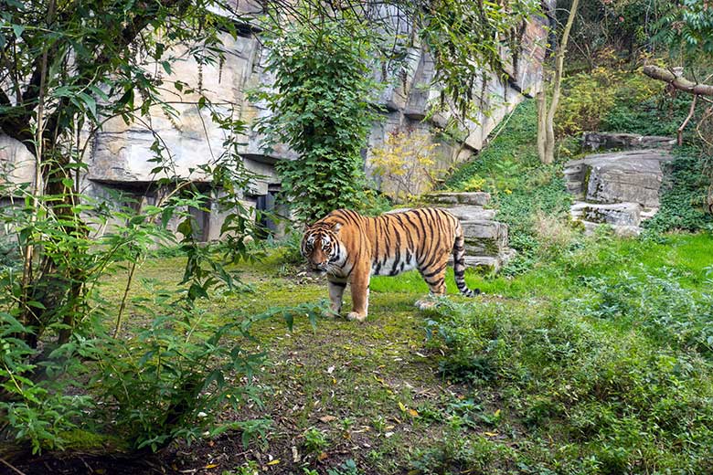 Amur-Tiger-Kater KASIMIR am 30. Oktober 2023 auf der größeren Außenanlage im Tiger-Tal im Zoo Wuppertal