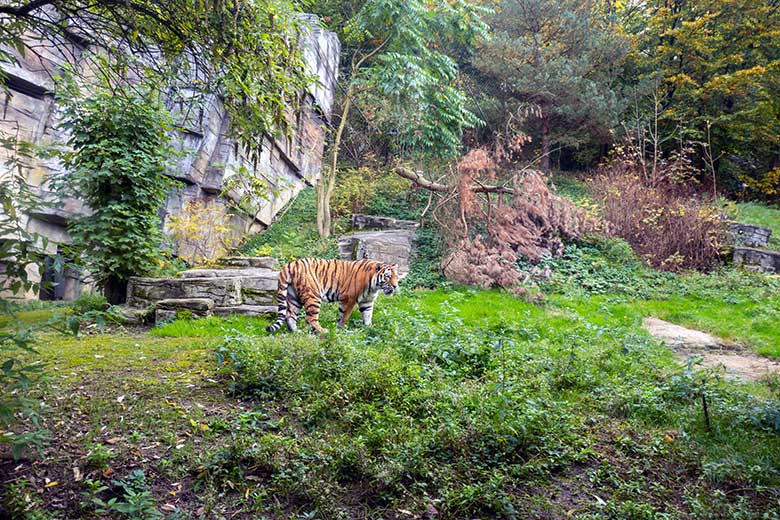 Amur-Tiger-Kater KASIMIR am 30. Oktober 2023 auf der größeren Außenanlage im Tiger-Tal im Wuppertaler Zoo