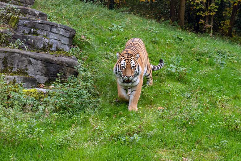 Amur-Tiger-Kater KASIMIR am 30. Oktober 2023 auf der größeren Außenanlage im Tiger-Tal im Grünen Zoo Wuppertal