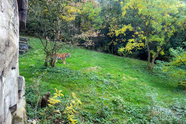 Amur-Tiger-Kater KASIMIR am 30. Oktober 2023 auf der größeren Außenanlage im Tiger-Tal im Zoologischen Garten der Stadt Wuppertal