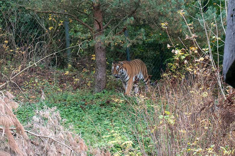 Amur-Tiger-Kater KASIMIR am 30. Oktober 2023 auf der größeren Außenanlage im Tiger-Tal im Zoo Wuppertal