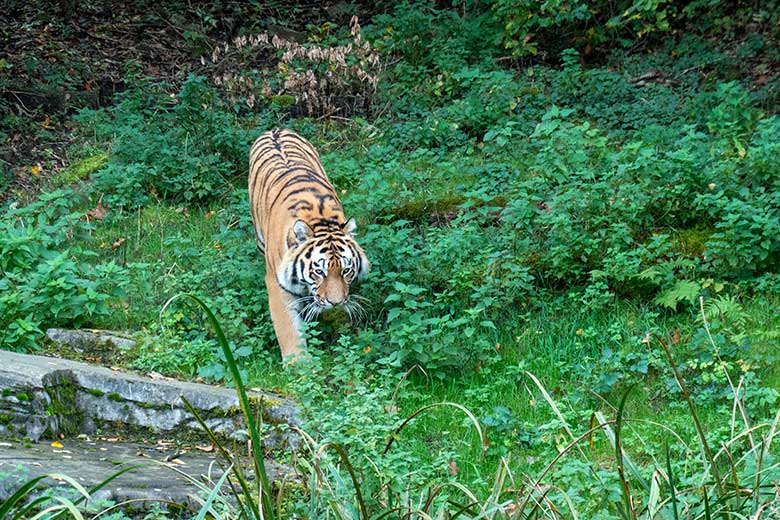 Amur-Tiger-Kater KASIMIR am 30. Oktober 2023 auf der größeren Außenanlage im Tiger-Tal im Wuppertaler Zoo