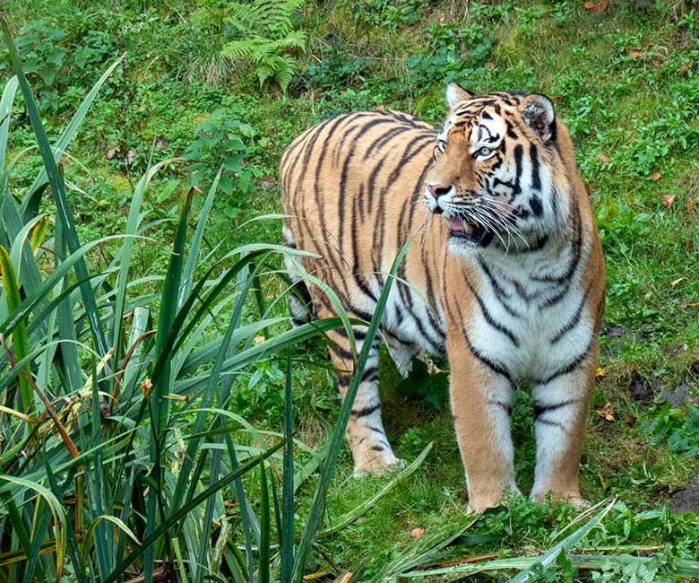 Amur-Tiger-Kater KASIMIR am 30. Oktober 2023 auf der größeren Außenanlage im Tiger-Tal im Grünen Zoo Wuppertal