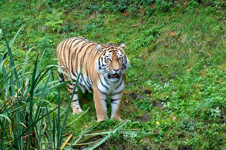 Amur-Tiger-Kater KASIMIR am 30. Oktober 2023 auf der größeren Außenanlage im Tiger-Tal im Zoologischen Garten Wuppertal