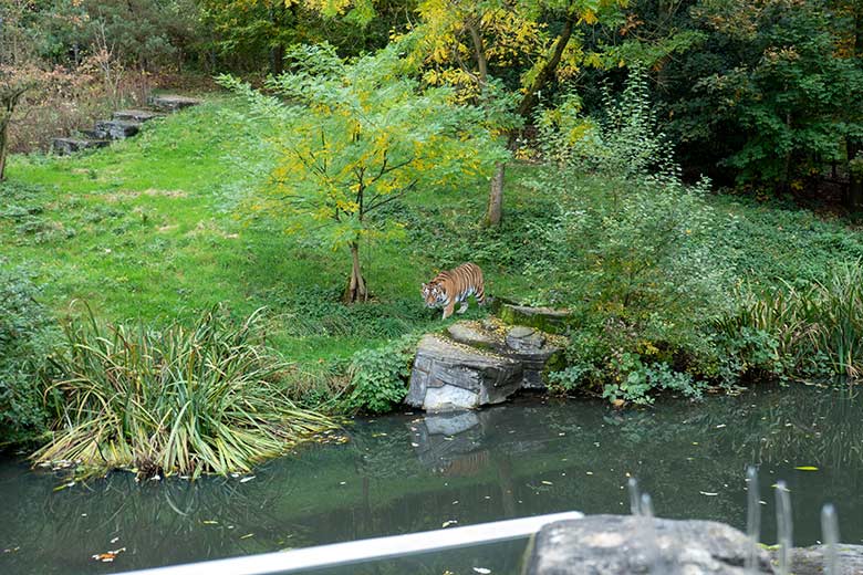 Amur-Tiger-Kater KASIMIR am 30. Oktober 2023 auf der größeren Außenanlage im Tiger-Tal im Zoo Wuppertal