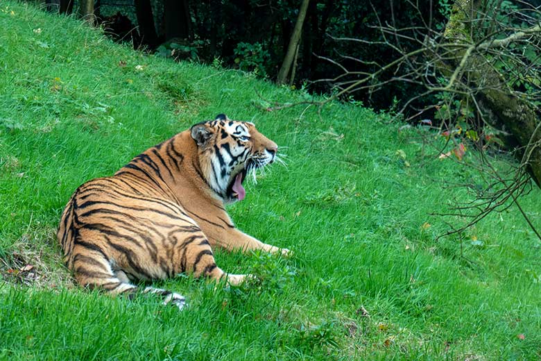 Amur-Tiger-Kater KASIMIR am 30. Oktober 2023 auf der größeren Außenanlage im Tiger-Tal im Wuppertaler Zoo