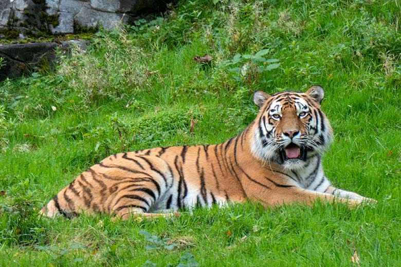 Amur-Tiger-Kater KASIMIR am 30. Oktober 2023 auf der größeren Außenanlage im Tiger-Tal im Grünen Zoo Wuppertal