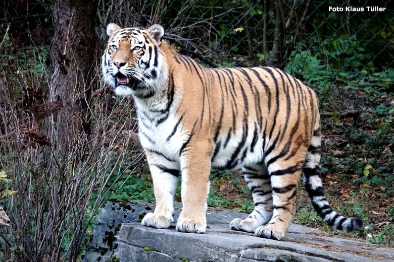 Amur-Tiger-Kater KASIMIR am 6. November 2023 auf der größeren Außenanlage im Tiger-Tal im Grünen Zoo Wuppertal (Foto Klaus Tüller)