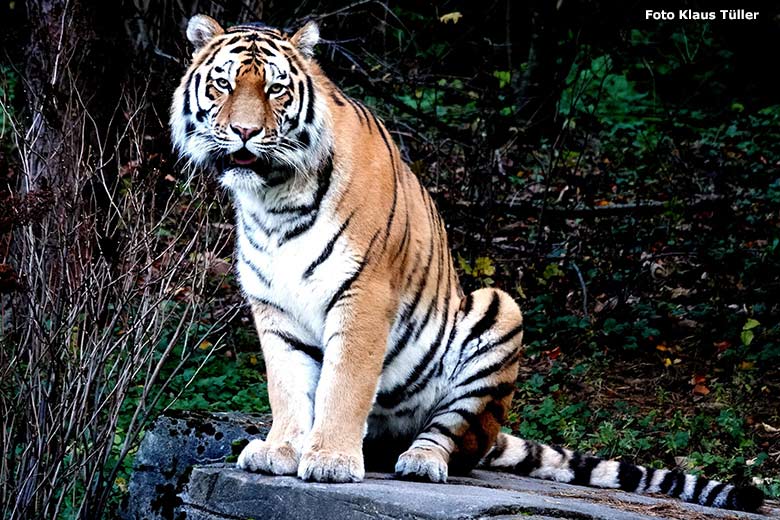 Amur-Tiger-Kater KASIMIR am 6. November 2023 auf der größeren Außenanlage im Tiger-Tal im Zoologischen Garten Wuppertal (Foto Klaus Tüller)