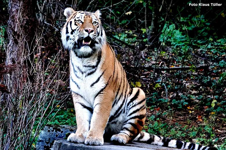 Amur-Tiger-Kater KASIMIR am 6. November 2023 auf der größeren Außenanlage im Tiger-Tal im Zoo Wuppertal (Foto Klaus Tüller)