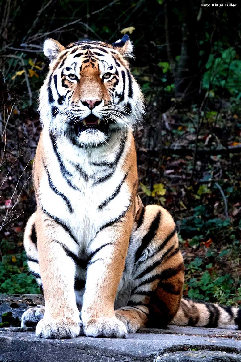 Amur-Tiger-Kater KASIMIR am 6. November 2023 auf der größeren Außenanlage im Tiger-Tal im Wuppertaler Zoo (Foto Klaus Tüller)