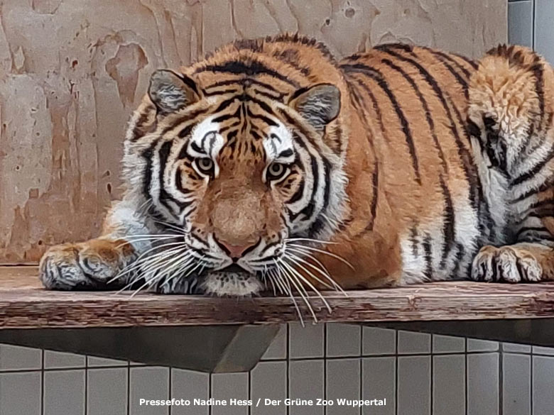 Amur-Tiger-Katze TULLIA am 9. November 2023 im Innenstall im Tiger-Tal im Wuppertaler Zoo