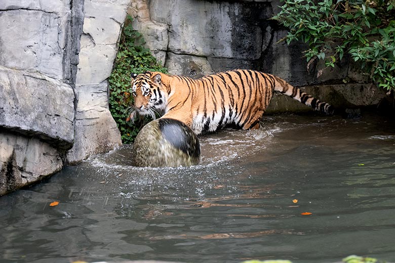 Amur-Tiger-Kater KASIMIR am 18. November 2023 im Wasser auf der größeren Außenanlage im Tiger-Tal im Zoo Wuppertal
