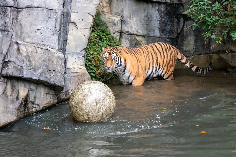 Amur-Tiger-Kater KASIMIR am 18. November 2023 im Wasser auf der größeren Außenanlage im Tiger-Tal im Wuppertaler Zoo
