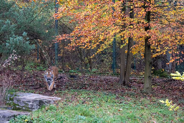 Amur-Tiger-Kater KASIMIR am 18. November 2023 auf der größeren Außenanlage im Tiger-Tal im Zoologischen Garten Wuppertal