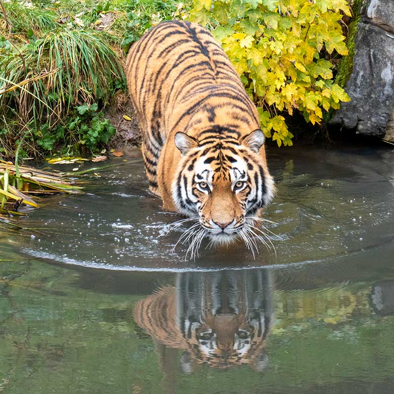 Amur-Tiger-Kater KASIMIR am 20. November 2023 im Wasser auf der größeren Außenanlage im Tiger-Tal im Grünen Zoo Wuppertal