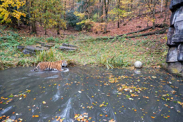 Amur-Tiger-Kater KASIMIR am 20. November 2023 im Wasser auf der größeren Außenanlage im Tiger-Tal im Zoologischen Garten Wuppertal