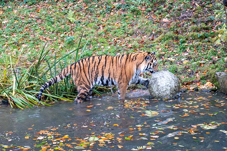 Amur-Tiger-Kater KASIMIR am 20. November 2023 im Wasser auf der größeren Außenanlage im Tiger-Tal im Zoo Wuppertal