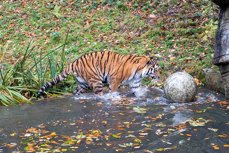Amur-Tiger-Kater KASIMIR am 20. November 2023 im Wasser auf der größeren Außenanlage im Tiger-Tal im Wuppertaler Zoo