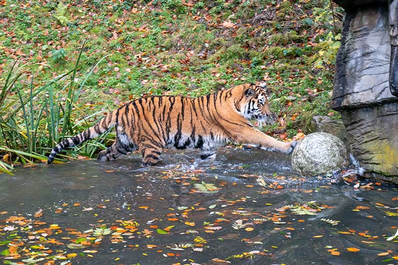 Amur-Tiger-Kater KASIMIR am 20. November 2023 im Wasser auf der größeren Außenanlage im Tiger-Tal im Grünen Zoo Wuppertal