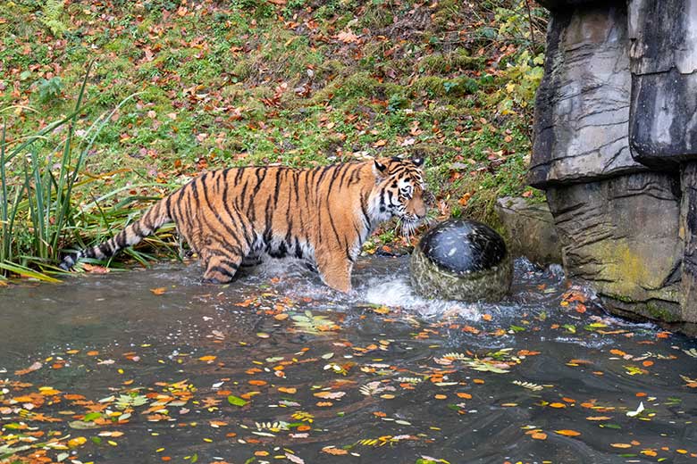 Amur-Tiger-Kater KASIMIR am 20. November 2023 im Wasser auf der größeren Außenanlage im Tiger-Tal im Zoologischen Garten der Stadt Wuppertal