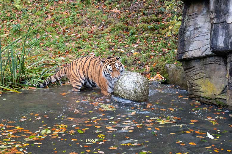 Amur-Tiger-Kater KASIMIR am 20. November 2023 im Wasser auf der größeren Außenanlage im Tiger-Tal im Zoo Wuppertal