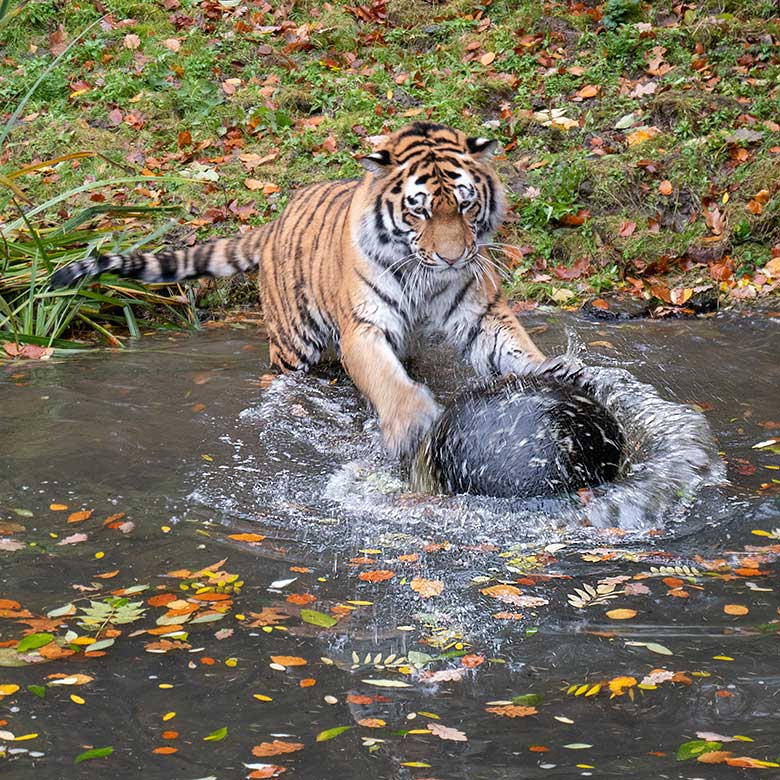 Amur-Tiger-Kater KASIMIR am 20. November 2023 im Wasser auf der größeren Außenanlage im Tiger-Tal im Wuppertaler Zoo