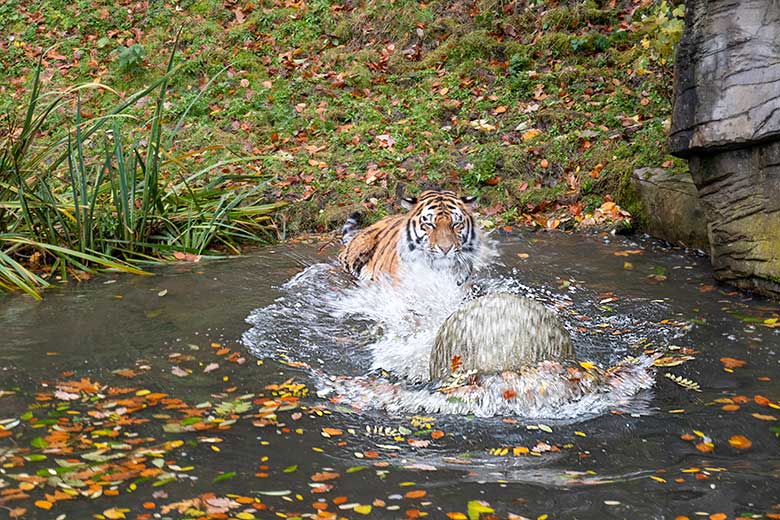 Amur-Tiger-Kater KASIMIR am 20. November 2023 im Wasser auf der größeren Außenanlage im Tiger-Tal im Grünen Zoo Wuppertal