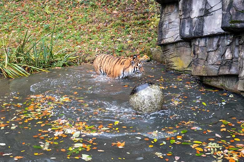 Amur-Tiger-Kater KASIMIR am 20. November 2023 im Wasser auf der größeren Außenanlage im Tiger-Tal im Zoologischen Garten Wuppertal