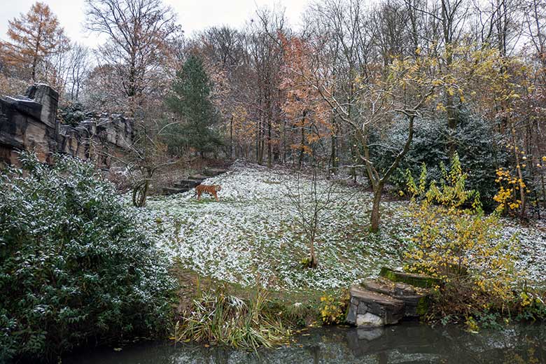 Amur-Tiger-Kater KASIMIR am 28. November 2023 auf der größeren Außenanlage im Tiger-Tal im Grünen Zoo Wuppertal