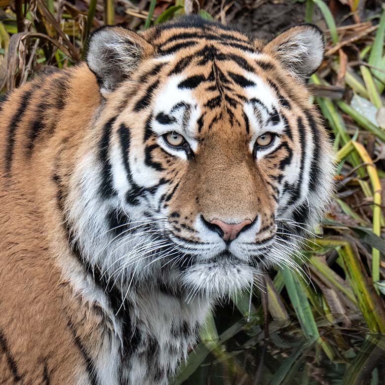 Amur-Tiger-Kater KASIMIR am 9. Dezember 2023 auf der größeren Außenanlage im Tiger-Tal im Zoologischen Garten Wuppertal