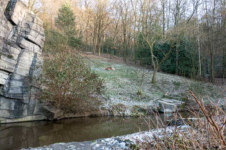 Amur-Tiger-Kater KASIMIR am 9. Januar 2024 auf der größeren Aussenanlage für Amur-Tiger im Tiger-Tal im Zoo Wuppertal