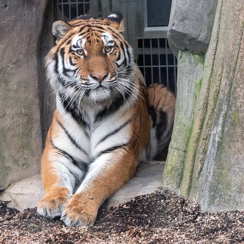 Amur-Tiger-Katze TULLIA am 30. Januar 2024 auf der kleineren Aussenanlage für Amur-Tiger im Tiger-Tal im Wuppertaler Zoo