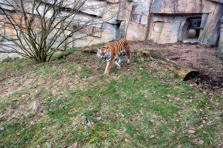 Amur-Tiger-Katze TULLIA am 30. Januar 2024 auf der kleineren Aussenanlage für Amur-Tiger im Tiger-Tal im Zoo Wuppertal