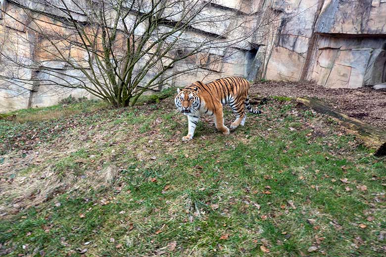 Amur-Tiger-Katze TULLIA am 30. Januar 2024 auf der kleineren Aussenanlage für Amur-Tiger im Tiger-Tal im Wuppertaler Zoo