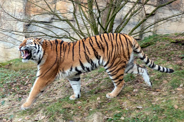 Amur-Tiger-Katze TULLIA am 30. Januar 2024 auf der kleineren Aussenanlage für Amur-Tiger im Tiger-Tal im Grünen Zoo Wuppertal