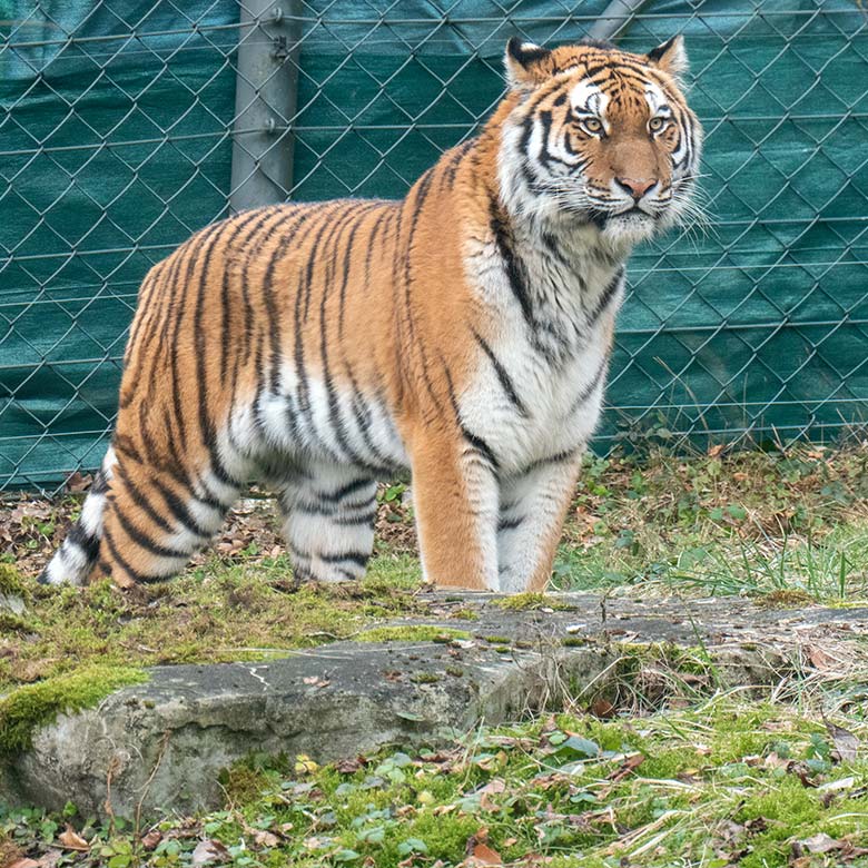 Amur-Tiger-Katze TULLIA am 30. Januar 2024 auf der kleineren Aussenanlage für Amur-Tiger im Tiger-Tal im Zoologischen Garten der Stadt Wuppertal